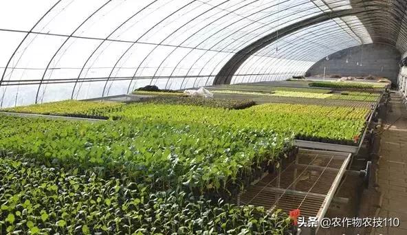 农业没前途 这11个海龟女硕士 却放弃国外百万年薪回国当农民 三农 蛋蛋赞