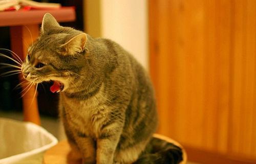 猫冲着人放屁什么意思