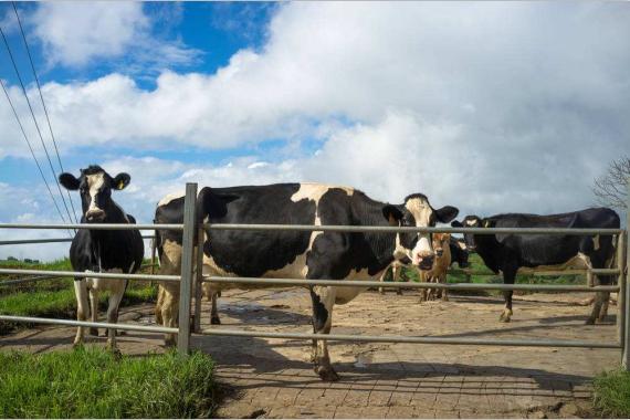 4家企业被紧急叫停后，澳大利亚仍死撑着不放，