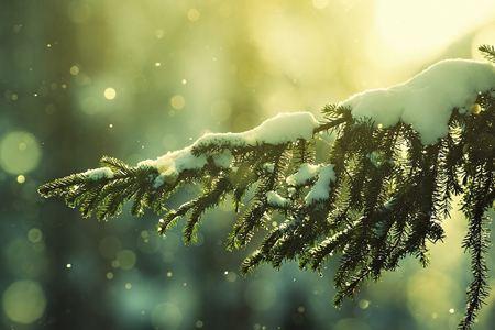 ��õ����У����������ƽ����