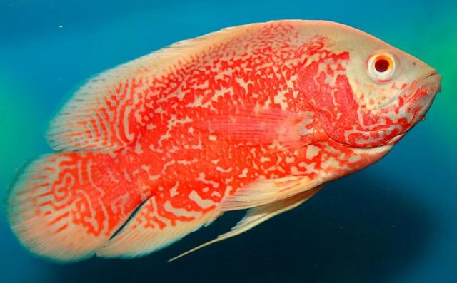 寿命长的热带鱼有哪些
