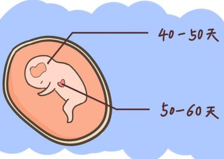 什么时候有胚芽(有孕囊多久有胎心胚芽)