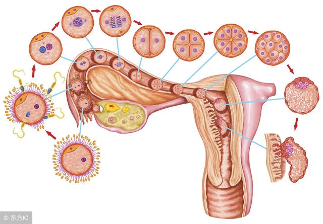 孕囊解剖结构图片