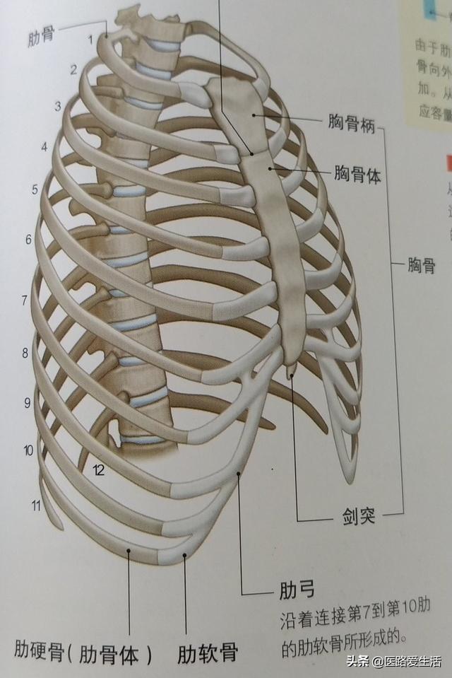 右侧第五根肋骨是哪 右侧肋骨第五根骨折多久能好 优质知识网 右侧第五根肋骨是哪 右侧肋骨第五根骨折多久能好 优质知识网
