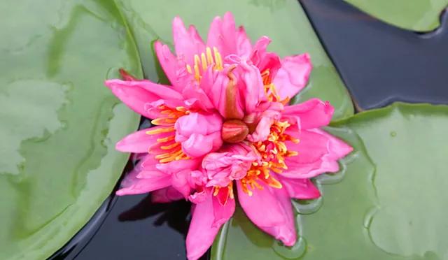“七蒂睡莲”奇花惊现广州莲花山，震动眼球