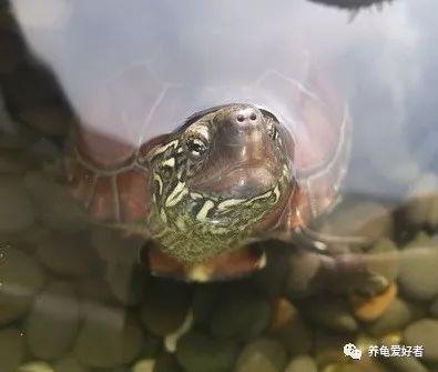 乌龟怕很吵的环境吗