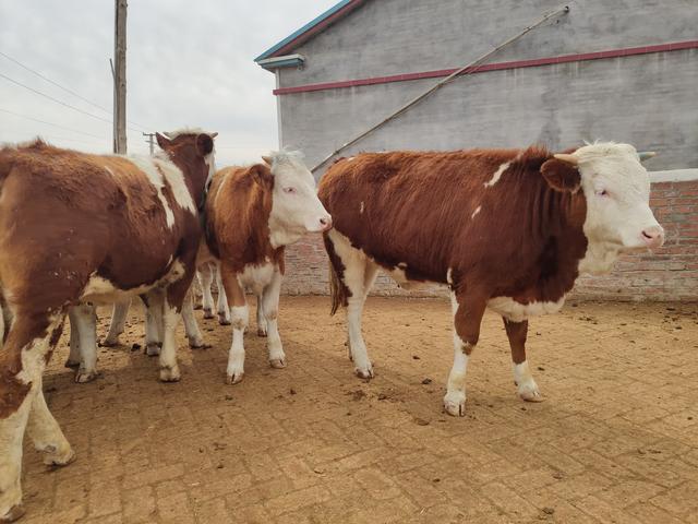 外地选牛要如何避开低价陷阱呢？很多养牛人都