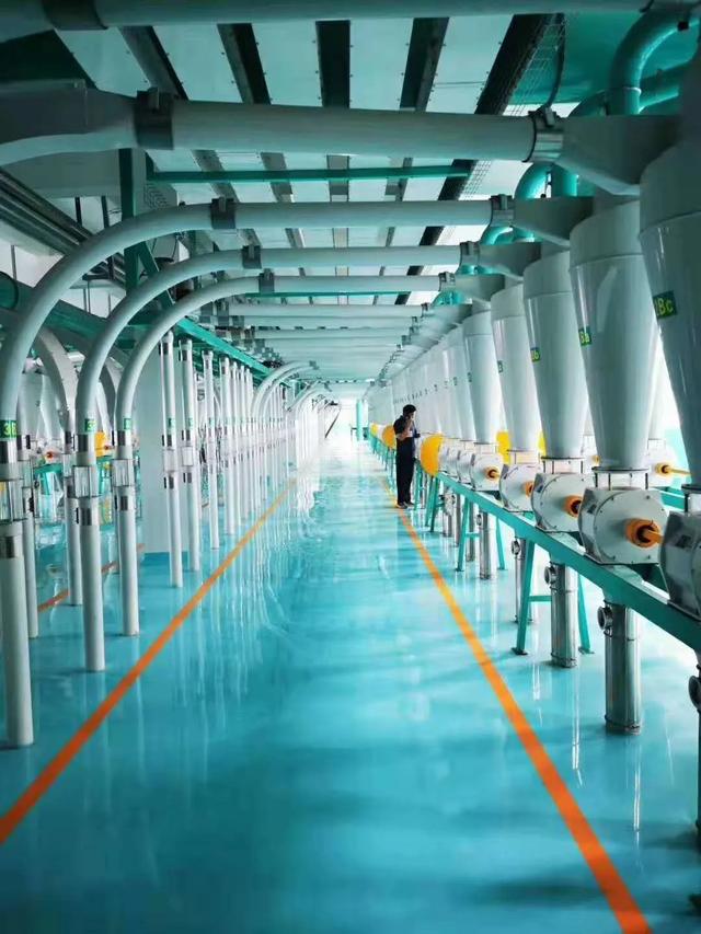 青岛好面缘面粉开业在即，大量收购小麦，增价