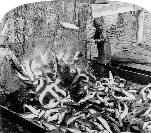 三文鱼历史：成长在海里，繁殖在淡水中的鱼类，目前却以养殖为主