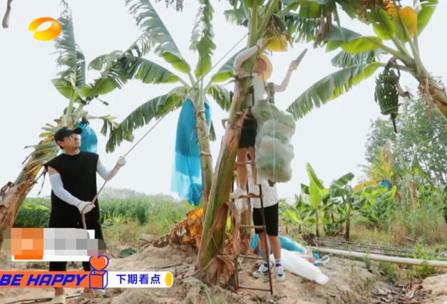 《向往的生活》滤镜有多强？香蕉在树上还是绿