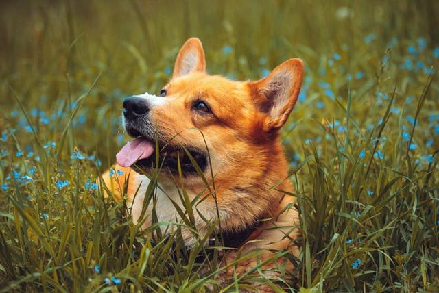 史上最萌警犬退休！俄罗斯短腿柯基当警官，出警全在卖萌？