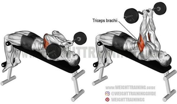 超全胸、腰、臀腿、肩背肌肉訓練圖解：健身圈必收，男女通用