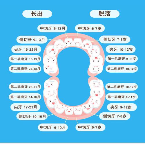 一般六岁左右出第一颗恒牙,六到12岁乳牙逐个被同一位恒牙替换