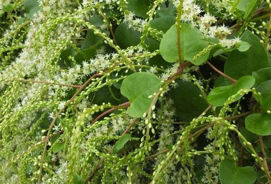 怎样栽培滕山七