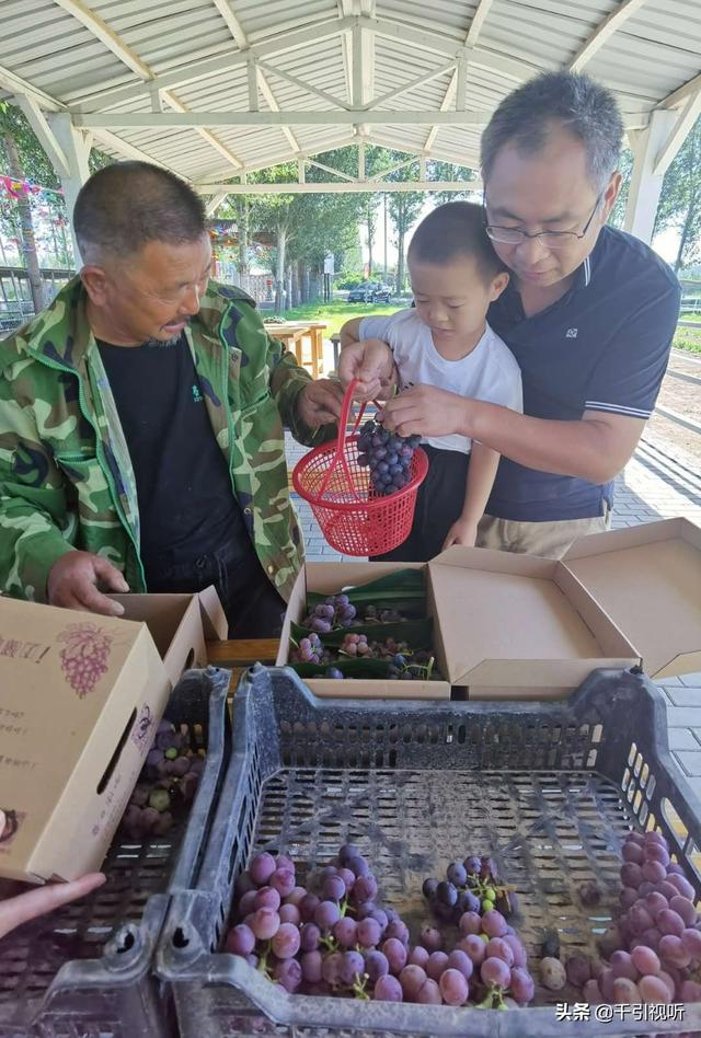 |北京延庆好去处：春日农场任大叔家的葡萄熟了