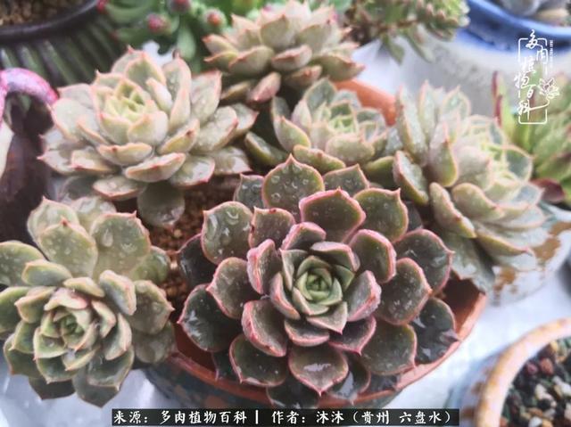 大红袍多肉 大红袍多肉植物 茶百科