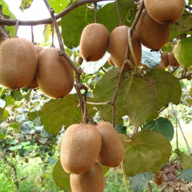 弥猴桃属于什么种类水果,是浆果类还是干果类