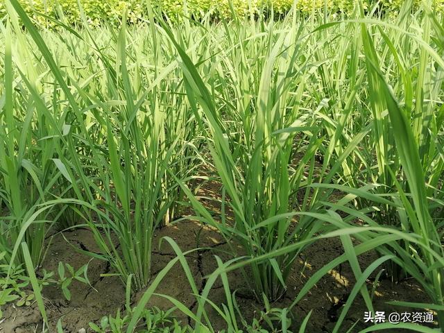 什么是水稻结实率