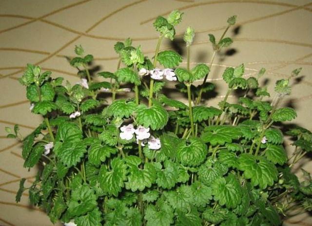 薄荷花长多高 友邦知识网