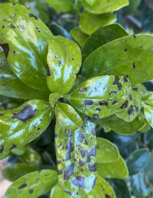 多肉植物叶子发黄萎缩 养殖知识网