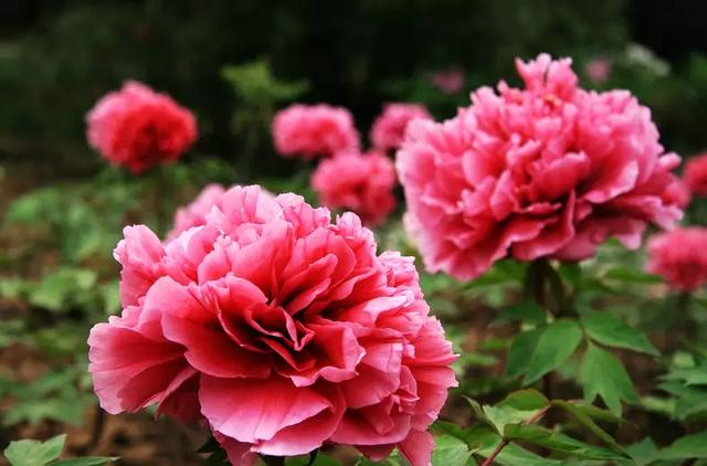 牡丹花什麼時候開放時間(牡丹花幾點開花時間)