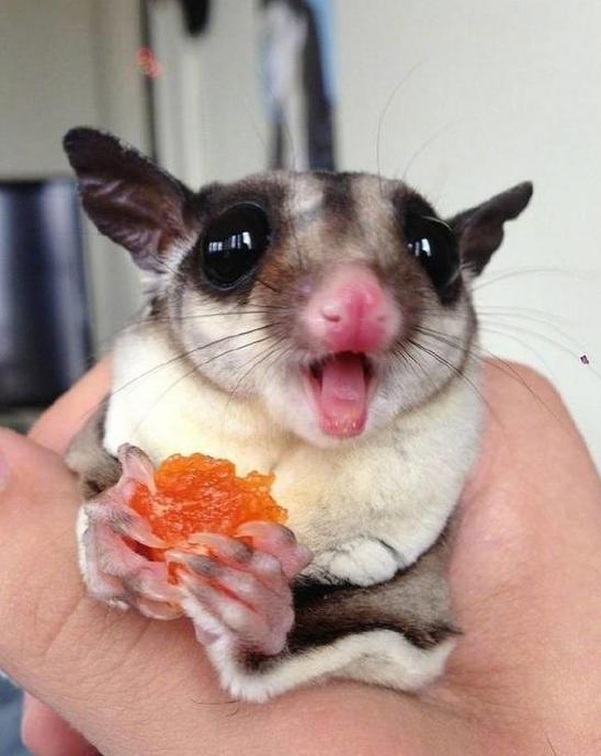 蜜袋鼬多少钱(蜜袋鼯100块钱是假的吗)