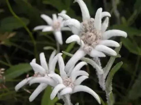 籴是什么意思籴字做名字好不好