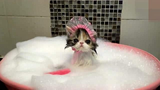 小猫刚吃完饭可以洗澡吗