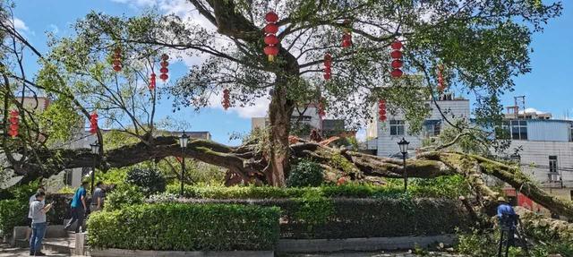 多岁|广东1100多岁古榕树倒塌 该树种植于唐代末整树冠覆面积约3000平方米