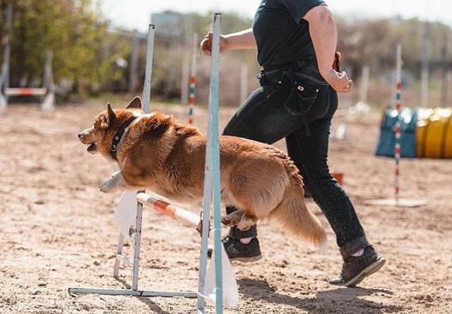 史上最萌警犬退休！俄罗斯短腿柯基当警官，出警全在卖萌？