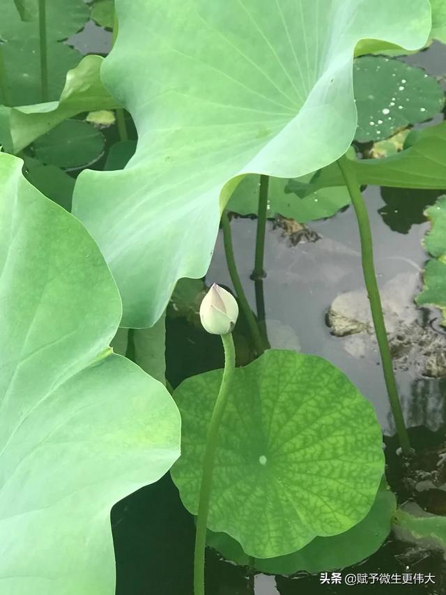 与水天——仰视山巅，肃何芊芊