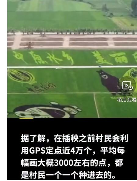 袁隆平|农民种出袁隆平钟南山稻田画 平均每幅画约3000个点用5种颜色的水稻组成