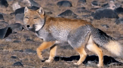 同样是狐狸 藏狐不妖媚 天生一副欠揍表情成为网红zt 虎扑