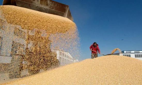 江苏启动2020年小麦最低收购价执行预案的通知