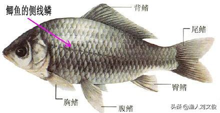 鱼两侧的线是什么 爱游钓鱼网