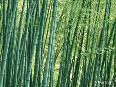 请问竹子与木头的密度分别是多少？