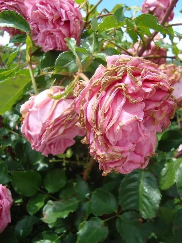 花卉土壤都有哪些害虫 养殖知识网