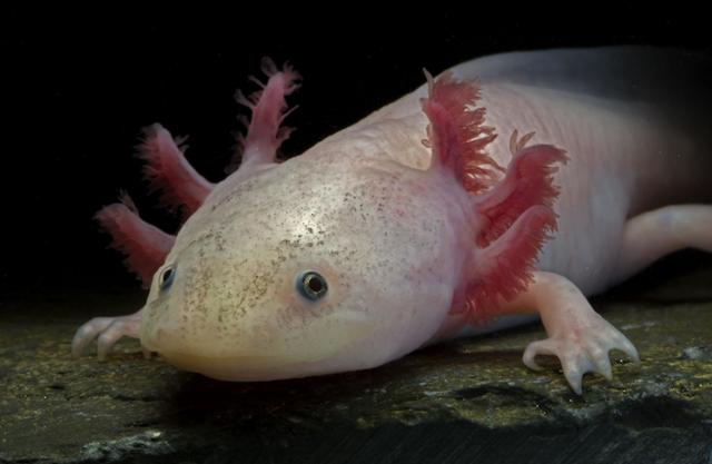 美西钝口螈六角恐龙