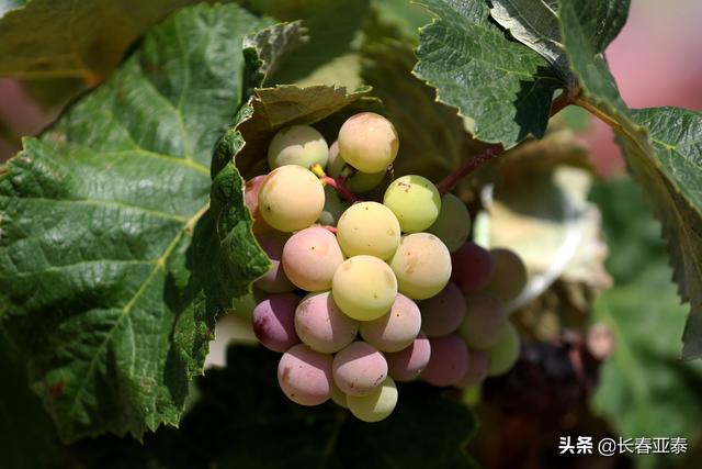 「图说亚泰基地」初秋时节 亚泰净月基地硕果初现