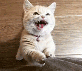 猫是精神鸦片吗？揭穿了喵星人的这些阴谋，你依然无法自拔