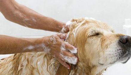 狗狗三个月了,多久洗一次澡合适?可以用干洗粉吗