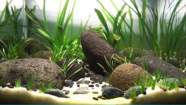 水兰有多高 友邦知识网