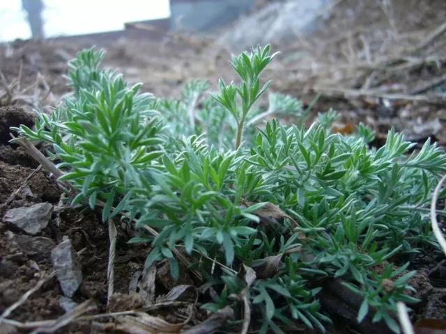 这种野草是“养肝第一药”！每年吃一点，活到80岁不患肝病