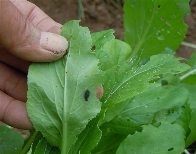 怎样消灭青菜的腻虫子