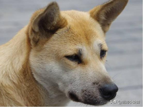 土种犬 土狗 的优点是什么 它们的免疫力比较强吗 友邦知识网