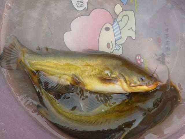 转基因多肉黄辣丁不敢吃专家说只是相当于促进它变异而已