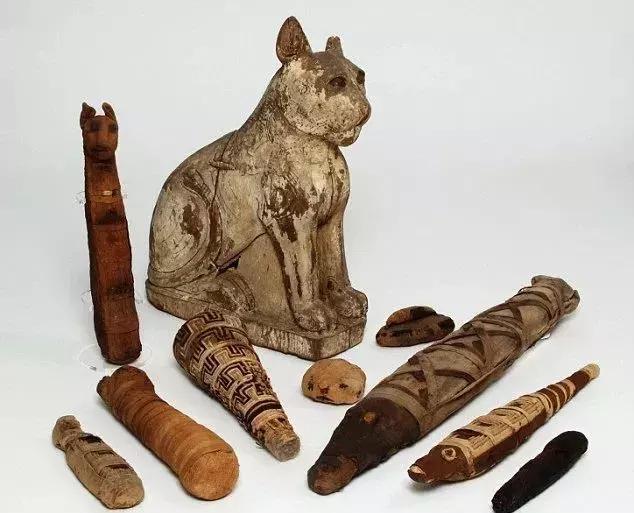 猫是精神鸦片吗？揭穿了喵星人的这些阴谋，你依然无法自拔