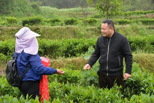 张远翔：“干发茶郎”托起乡亲致富梦