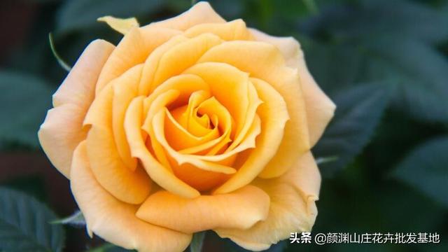 黄玫瑰朵数的花语