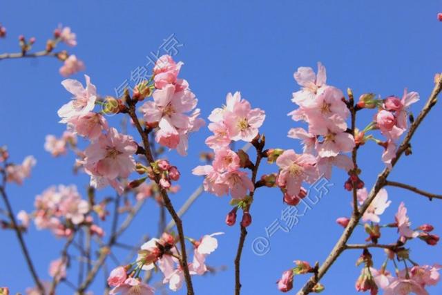 櫻花什麼時候開花(櫻花什麼季節開)